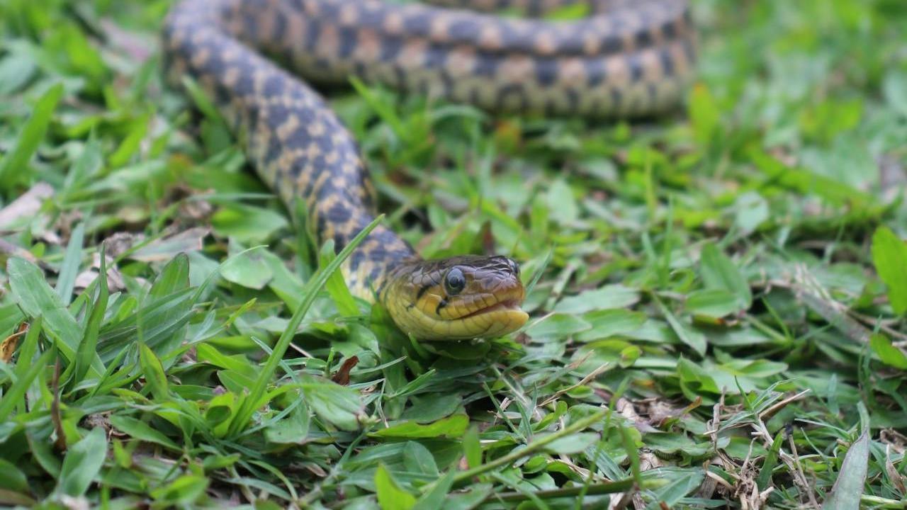 Ular
