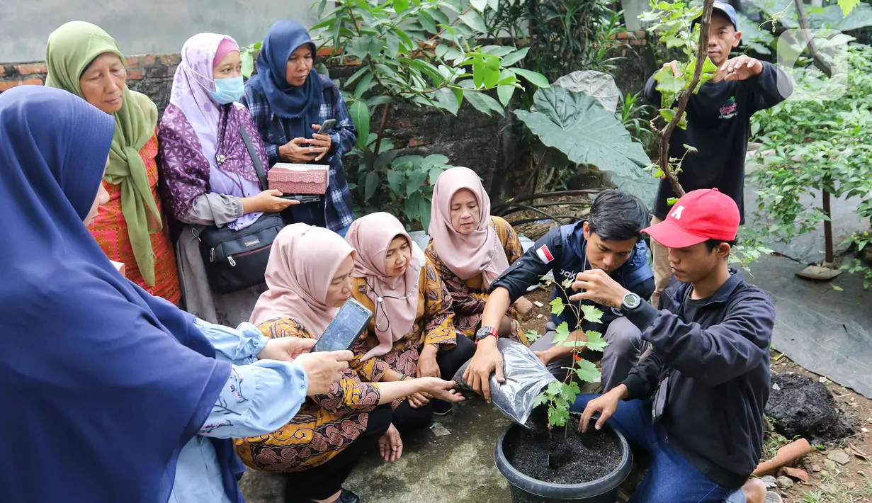Kegiatan urban farming atau pertanian di kota juga dapat menjadi salah satu upaya mitigasi dampak kekeringan, khususnya di Jakarta yang sangat bergantung pada hasil pertanian daerah lain. (Liputan6.com/Herman Zakharia)
