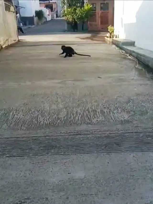 Diduga kekurangan stok makanan di habitatnya, seekor lutung dengan leluasa memasuki perumahan Cluster Sari Wates, Karangpawitan Garut, Jawa Barat.