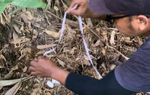 Sarang King Kobra Berisi Puluhan Telur Ditemukan di Kebun Warga