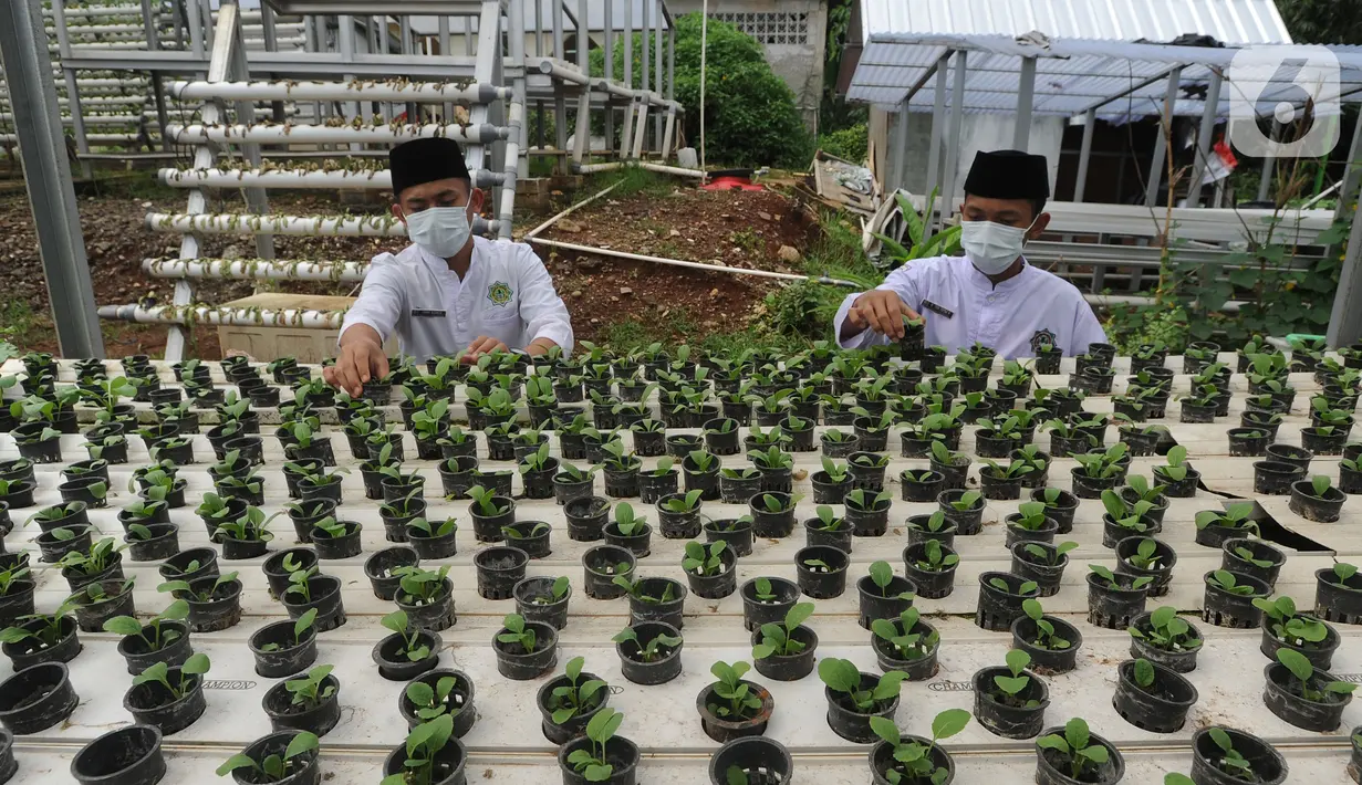 Santri memanen bayam usai memperingati Hari Santri Nasional di Kebun Gizi Hidroponik, Pesantren Hidayatullah Depok, Jawa Barat, Kamis (22/10/2020). Beragam sayur dikelola secara mandiri oleh para santri dengan nilai panen mencapai 1,2 ton atau sekitar Rp 20 juta per bulan. (merdeka.com/Arie Basuki)