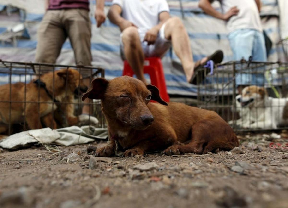 Sadis, ribuan anjing & kucing dibantai untuk dikonsumsi di China