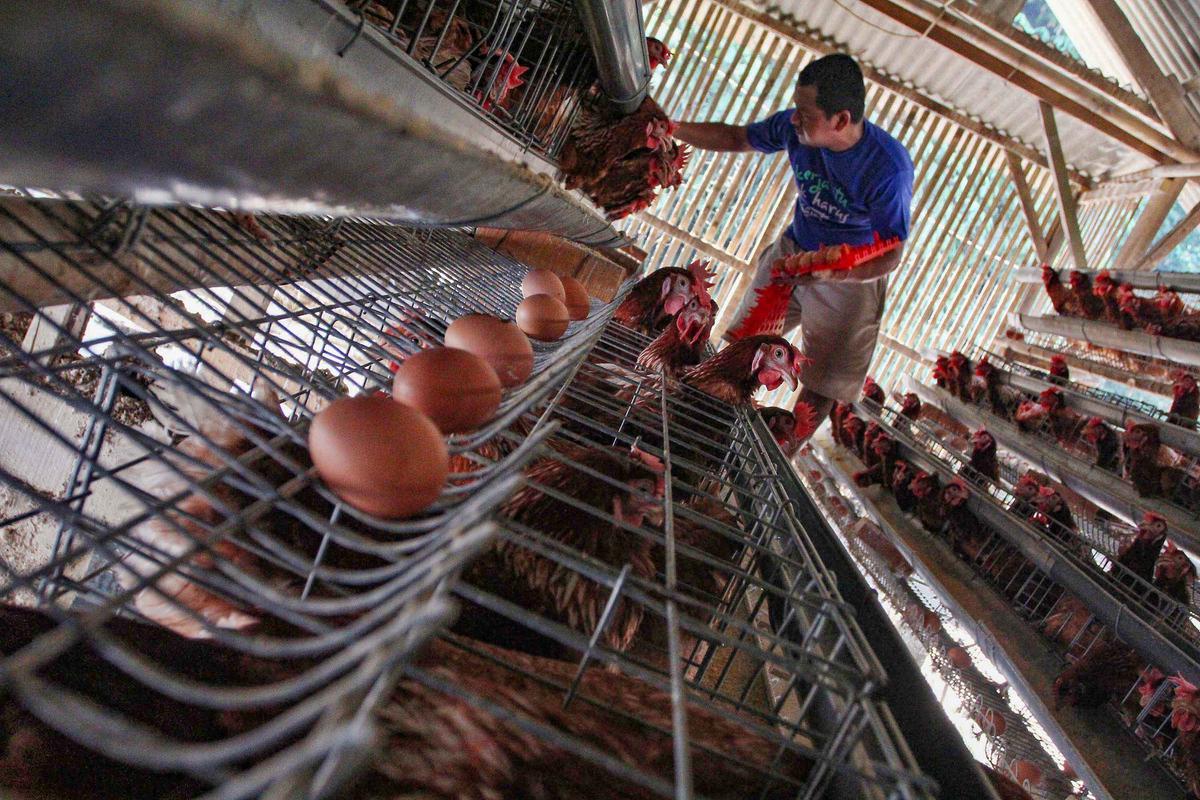 Harga Telur Peternak Dipatok Rp 24 Ribu per Kilogram