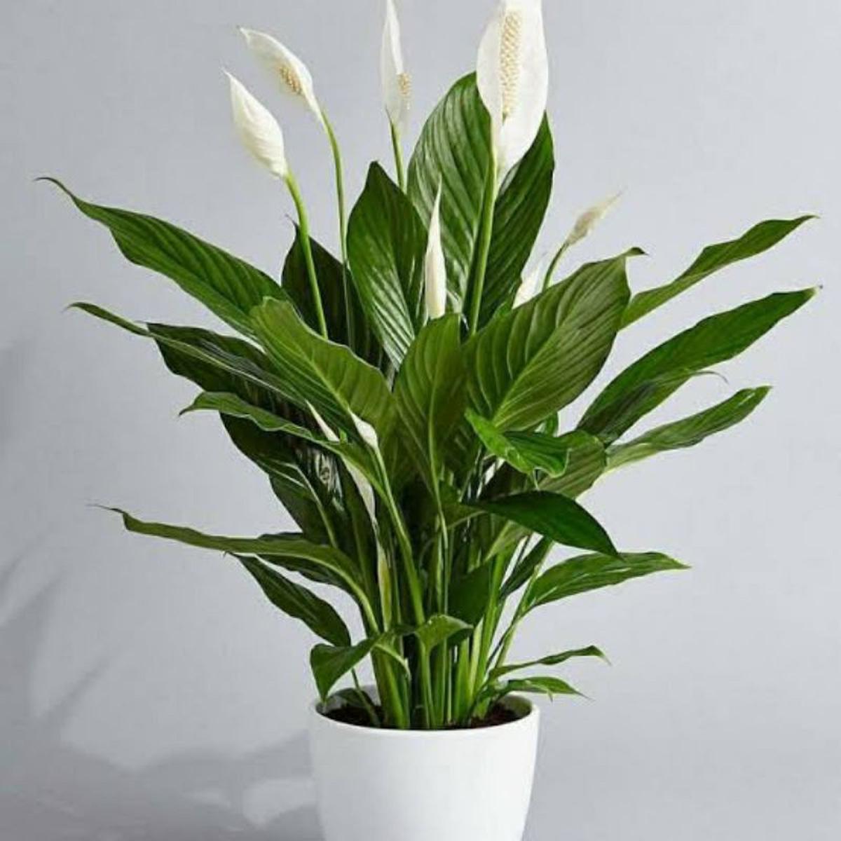 Bunga Peace Lily