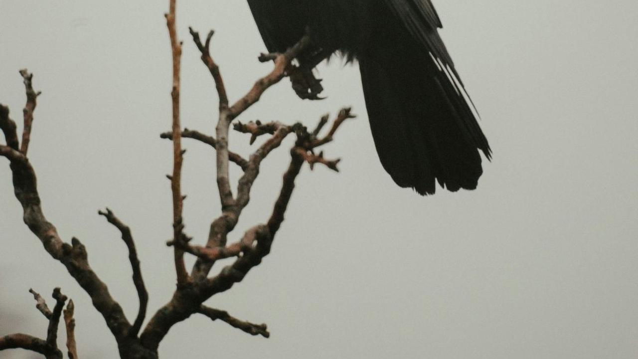 Mitos tentang Burung Gagak yang Memprediksi Kematian