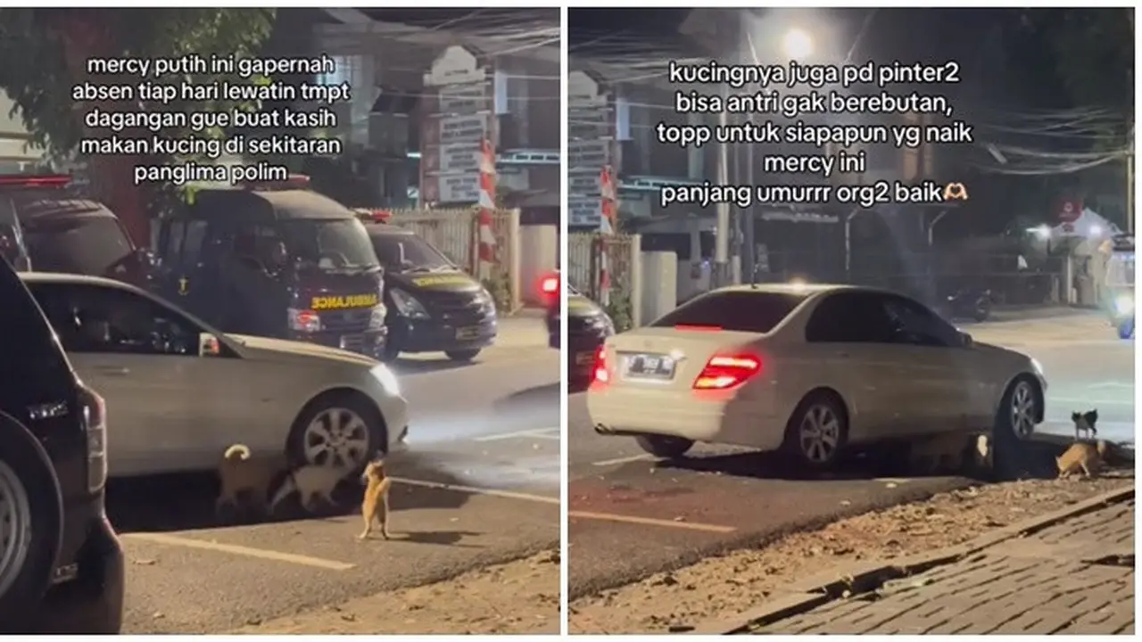 Viral Kucing Selalu Tunggu Mobil Putih Datang Memberinya Makan,