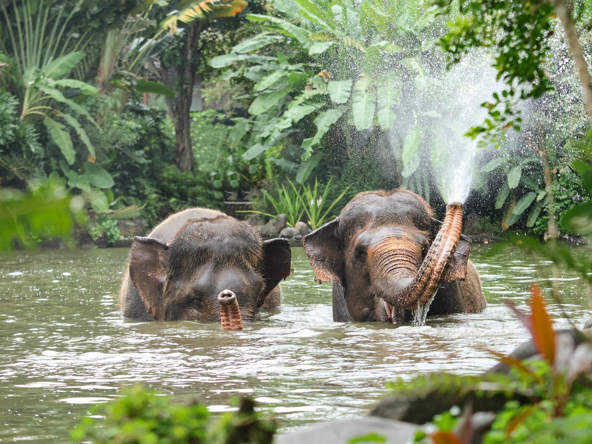 Bali Zoo Resmi Hentikan Atraksi Tunggang Gajah Demi Kesejahteraan Hewan