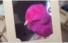 Viral Souvenir Pernikahan Unik di Mojokerto, Berisi Ayam Warna-warni