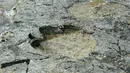 Foto yang dirilis Senin (2/4) memperlihatkan jejak kaki langka dinosaurus sauropoda di Isle of Skye, Skotlandia. Puluhan jejak dinosaurus yang berasal dari 170 juta tahun itu ditemukan di suatu laguna berlumpur. (HANDOUT/THE UNIVERSITY OF EDINBURGH/AFP)