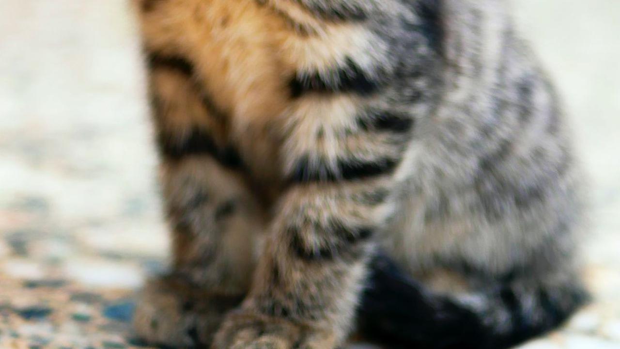 Tanda-tanda ini sebenarnya sulit dipastikan karena rabies memiliki masa inkubasi yang lama dan gejalanya muncul dalam beberapa fase, yang membuat diagnosisnya menjadi sulit.