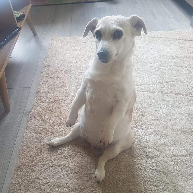 7 Tingkah Laku Unik Binatang Peliharaan yang Tak Terduga