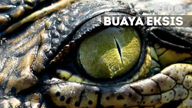 Reptil tak selamanya membahayakan jika ditangani dengan benar. Buktinya mereka bisa ikut andil dalam berbagai kegiatan manusia.