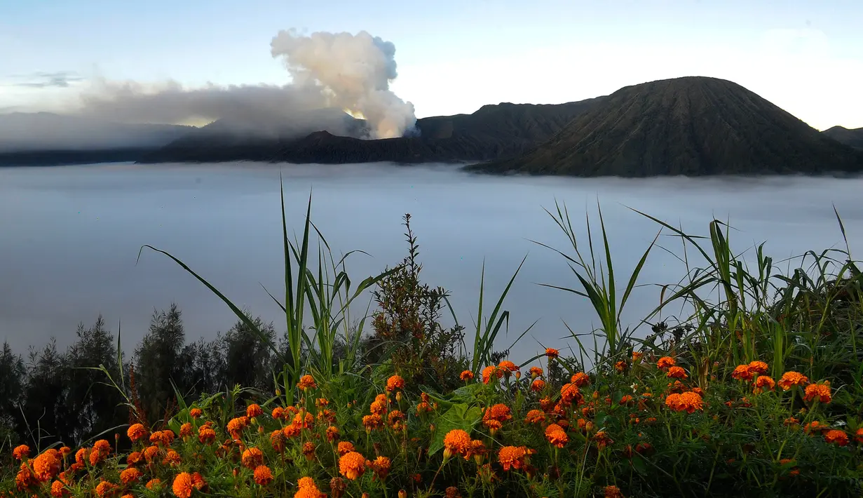 Kondisi ini membuat kawasan Bromo diselimuti kabut tebal setiap paginya. (merdeka.com/Arie Basuki)