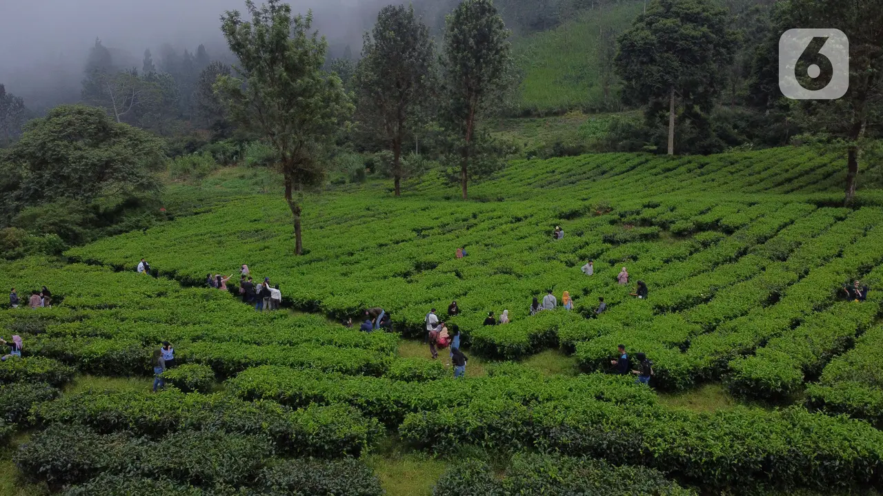 Muda Mudi Penuhi Kawasan Wisata Kebun Teh