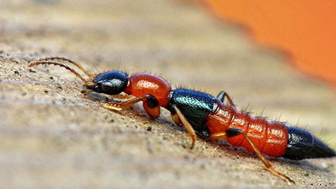 55 Gambar Hewan Tomcat Gratis Terbaik