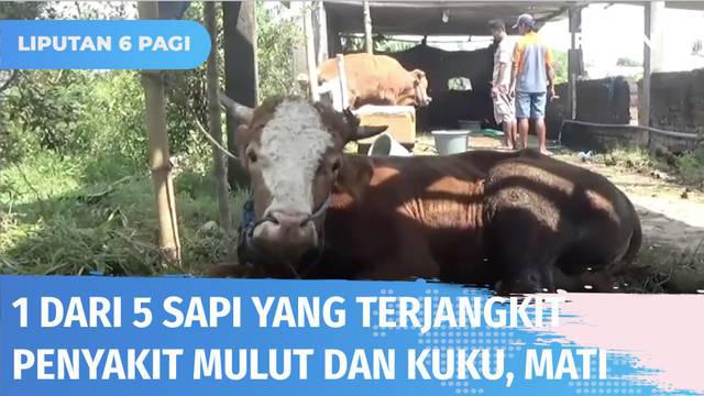 Kasus penyakit mulut dan kuku pada hewan ternak terus terjadi di berbagai daerah. Di Jombang, satu dari lima ekor sapi mati akibat terjangkit PMK. Sedangkan di Lombok Tengah, puluhan ekor sapi diduga suspek PMK sehingga kehilangan nafsu makan.