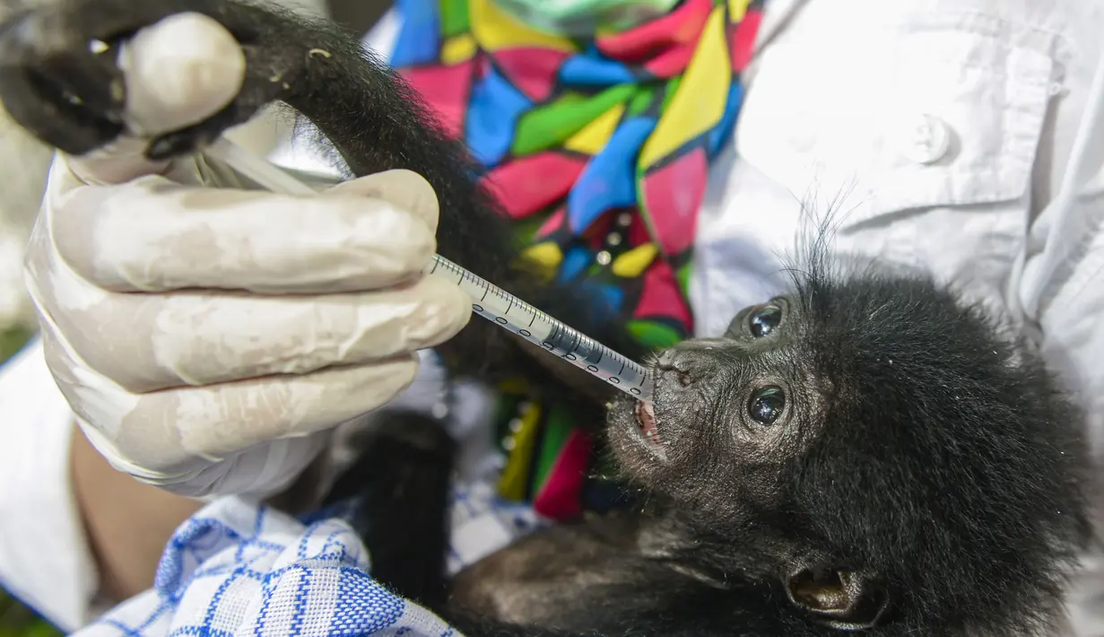 Dokter hewan BKSDA Aceh merawat dan memeriksa kondisi kesehatan bayi siamang (Symphalangus syndactylus) di kandang rehabilitasi BKSDA, Banda Aceh, Kamis (13/9). Siamang merupakan satwa liar yang dilindungi undang-undang. (AFP/CHAIDEER MAHYUDDIN)