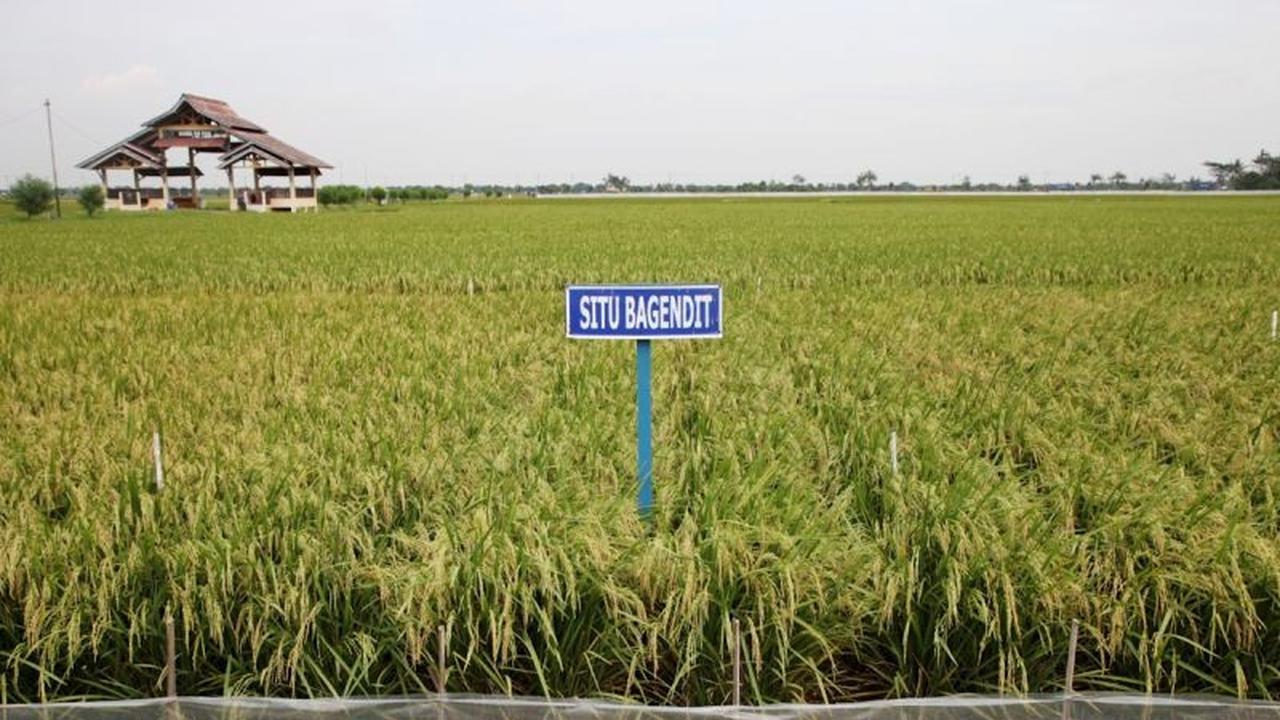 Kementan Dorong Pemanfaatan Varietas Padi Adaptif Hadapi Kemarau Dini 2026