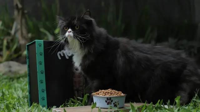 Sudah Benarkah Caramu Menyimpan Makanan Kucing? Ini Jawabannya
