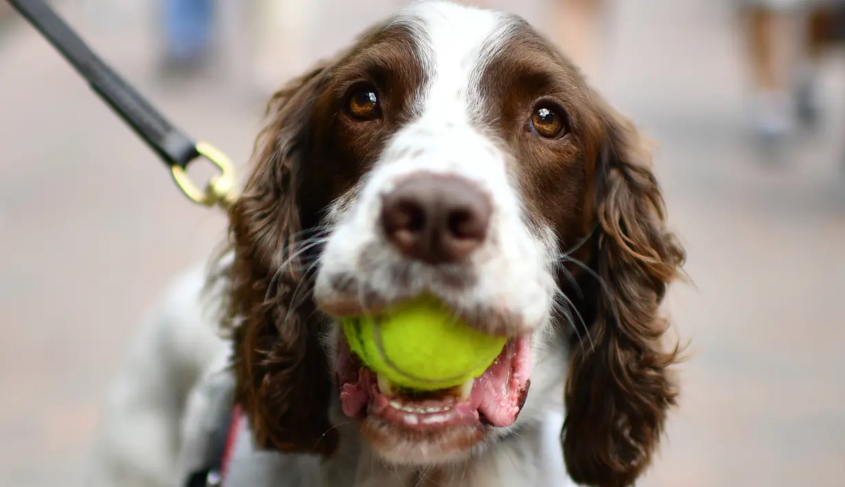 Seekor anjing polisi membawa bola tenis di mulutnya pada hari kedua turnamen tenis Wimbledon 2019 di The All England Tennis Club, London (2/7/2019). Turnamen tenis Kejuaraan Wimbledon ini dimulai 1 Juli-14 Juli 2019. (AFP Photo/Daniel Leal-Olivas)