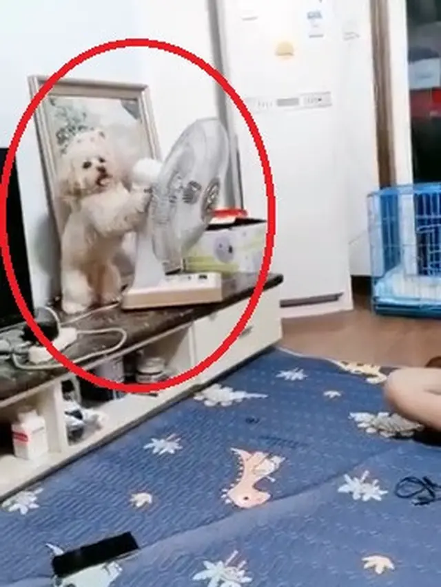aksi anjing pintar viral