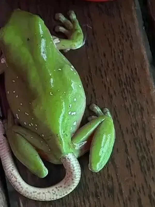 Ular dari Dalam Tubuh Katak