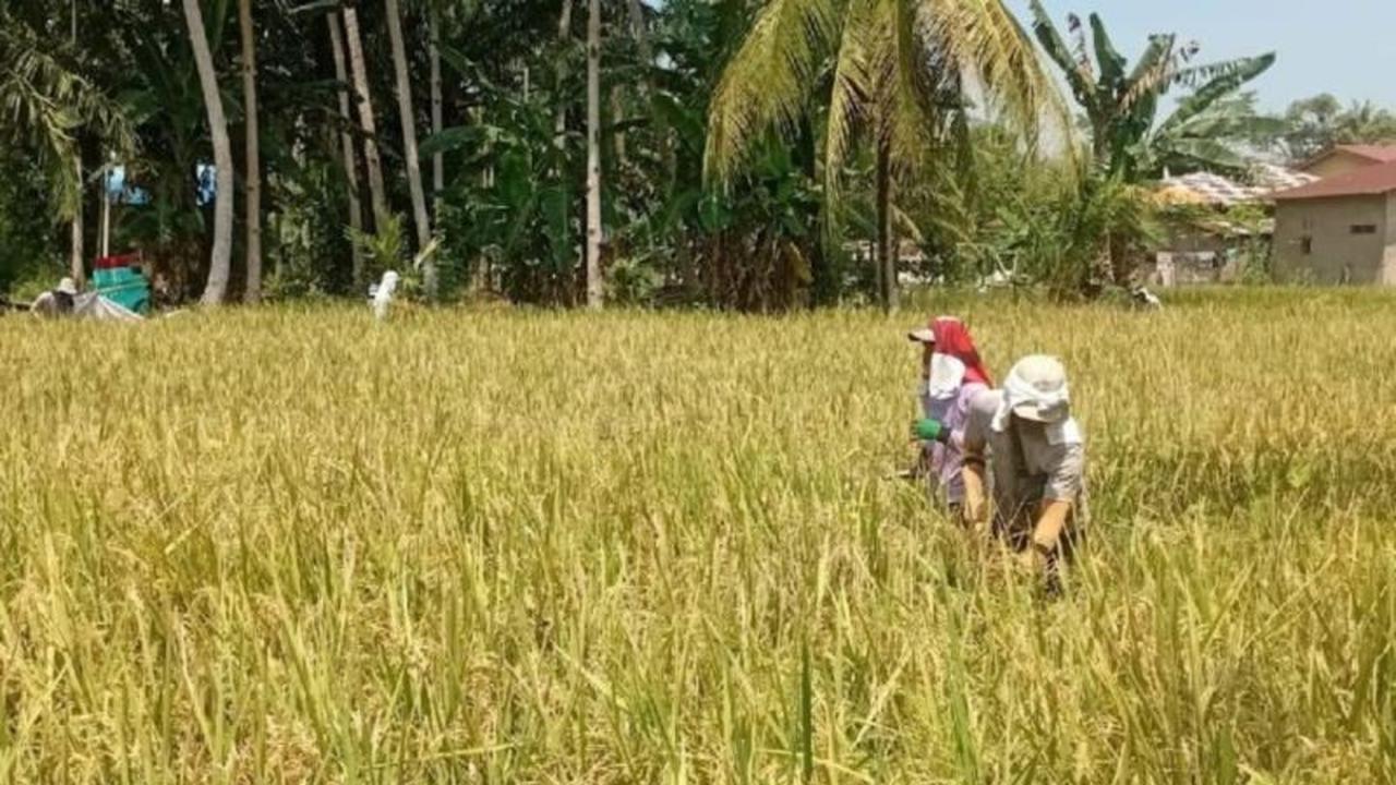 Bulog Sumut Tetap Serap Gabah Petani Selama Libur Lebaran 2026, Jaga Ketersediaan Pangan