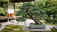 7 Cara Membentuk Bonsai Serut agar Tetap Pendek, Teknik Pemangkasan dan Pengawatan