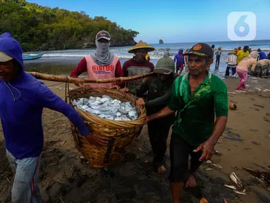 Nelayan menarik jaring sepanjang 4 km untuk menangkap ikan semar di Pantai Konang, Trenggalek, Jawa Timur, Jumat (1/9/2023). (merdeka.com/Arie Basuki)