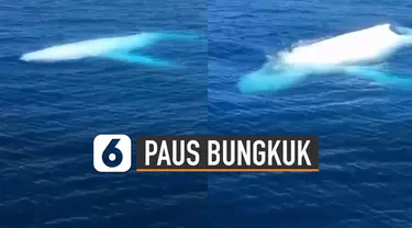 Fenomena menakjubkan saat penampakan paus bungkuk putih muncul di atas permukaan laut.