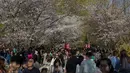 Pengunjung menikmati bunga sakura yang bermekaran di Taman Yuyuantan, Beijing, 24 Maret 2019. Di taman tersebut ditanam sebanyak 2.000 pohon sakura dari 18 jenis yang bermekaran setiap musim semi pada akhir bulan Maret sampai April. (Nicolas ASFOURI / AFP)