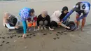 Dari keempat jenis itu, Penyu Belimbing merupakan yang paling besar. ukurannya mencapai 2 meter dan beratnya 700-800 kg. (merdeka.com/Arie Basuki)