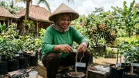 8 Cara Sambung Pucuk Pohon Kelengkeng agar Berbuah Lebat, Jangan Salah Pilih Batang
