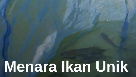 Peternak Kenya Bangun "Menara Ikan" Hemat Air #Mdkdw26