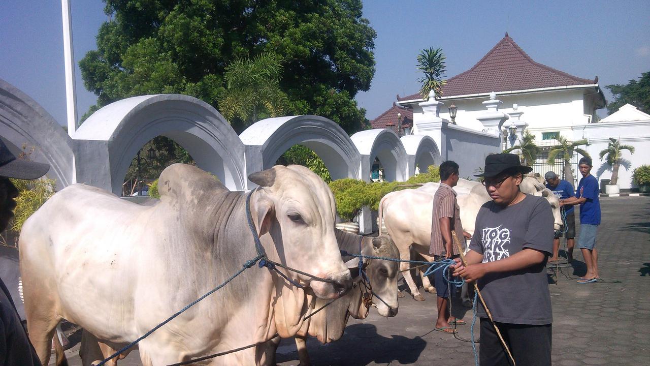 Sultan HB X Kurbankan 7 Sapi untuk Warga Yogyakarta