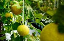 Orang Tua Bolak-balik Rugi Gagal Panen Melon, Pemuda Ini Coba Tanam di Lahan Sempit Depan Rumah, Tak Disangka Cuannya Berlipat Ganda