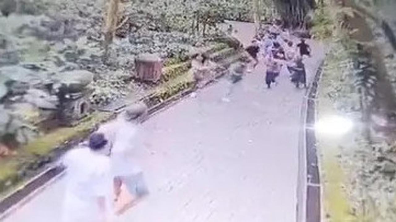 Tempat Wisata Monkey Forest Bali Ditutup Sementara Usai Pohon Tumbang Timpa 2 Turis Berujung Tewas