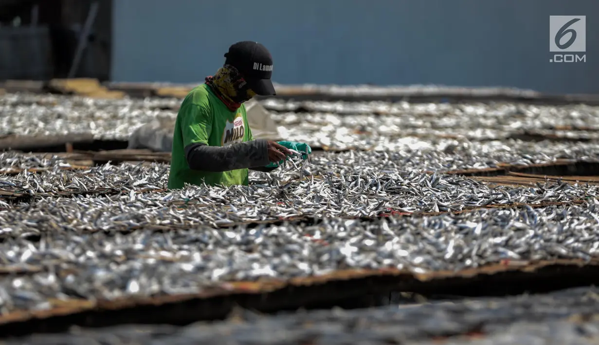 Seorang pekerja menjemur ikan saat proses pengasinan di kawasan Muara Angke, Jakarta, Senin (26/11). Nelayan mengaku produksi ikan asin mengalami penurunan, disebabkan terhambatnya proses pengeringan di musim hujan. (Liputan6.com/Faizal Fanani)