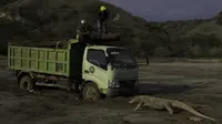 Seekor Komodo menghadang truk proyek di Pulau Rinca (dok: @KawanBaikKomodo)