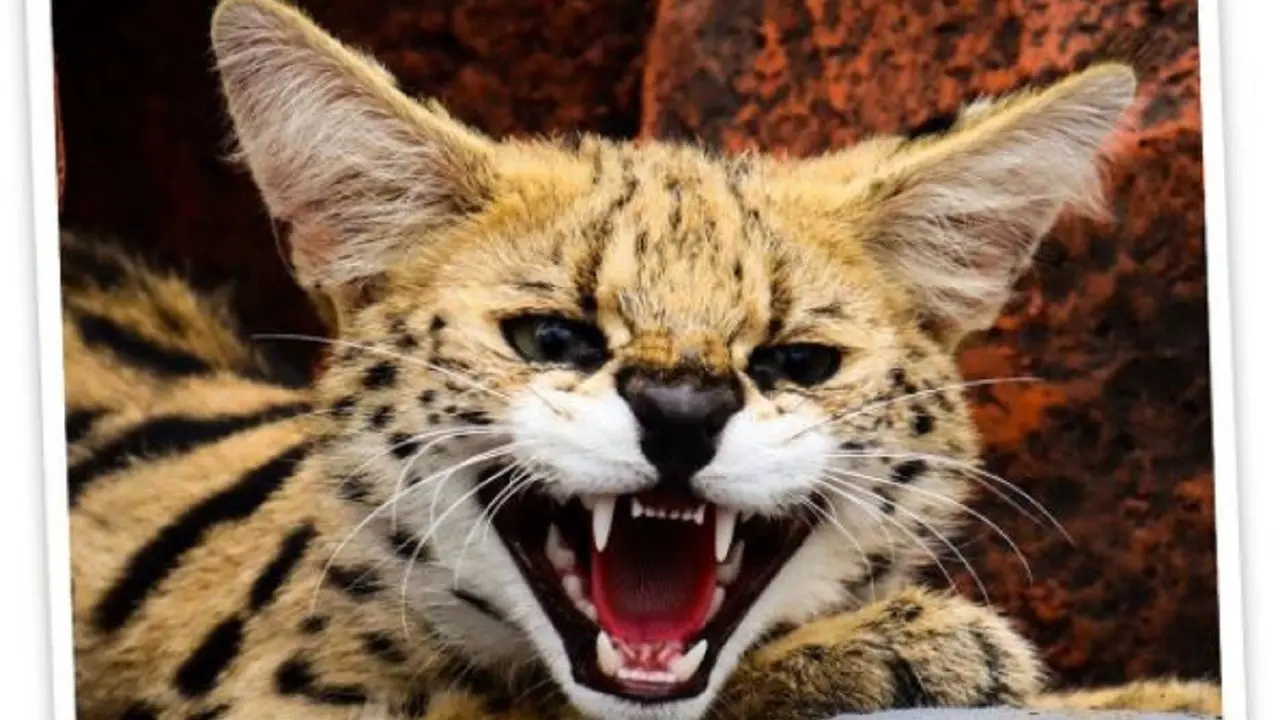Serval
