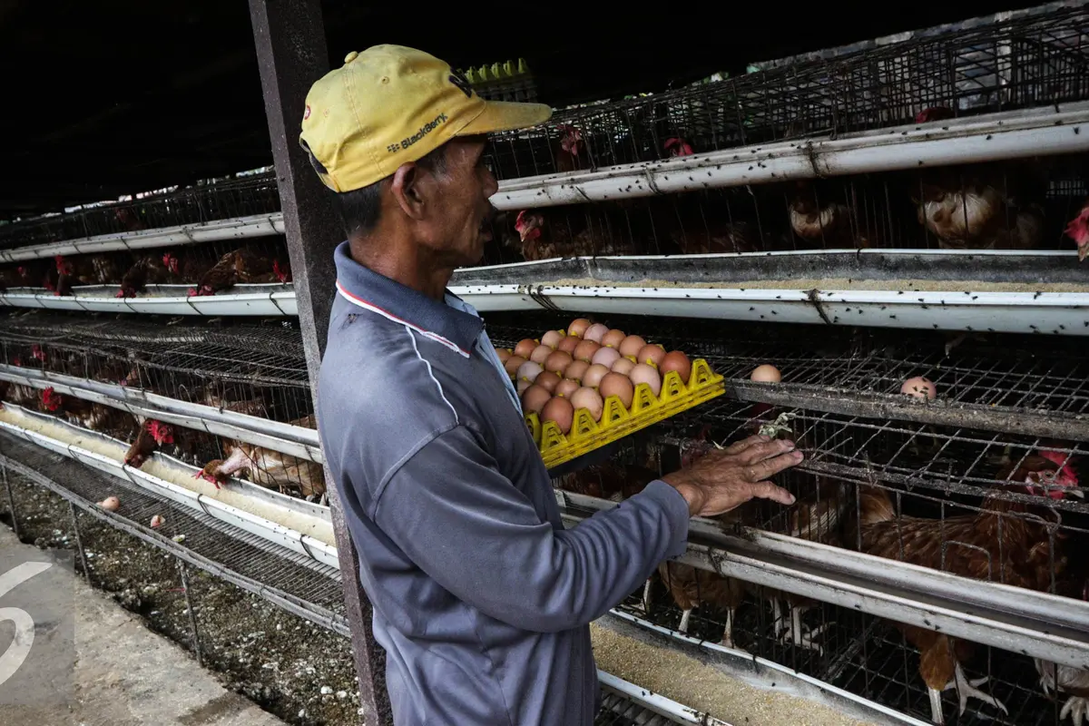 Ilustrasi usaha peternakan ayam