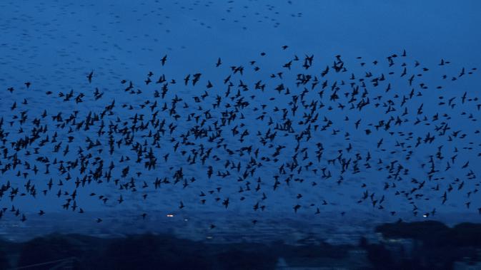 FOTO: Pemandangan Kawanan Burung Jalak Penuhi Langit Roma - Liputan6.com
