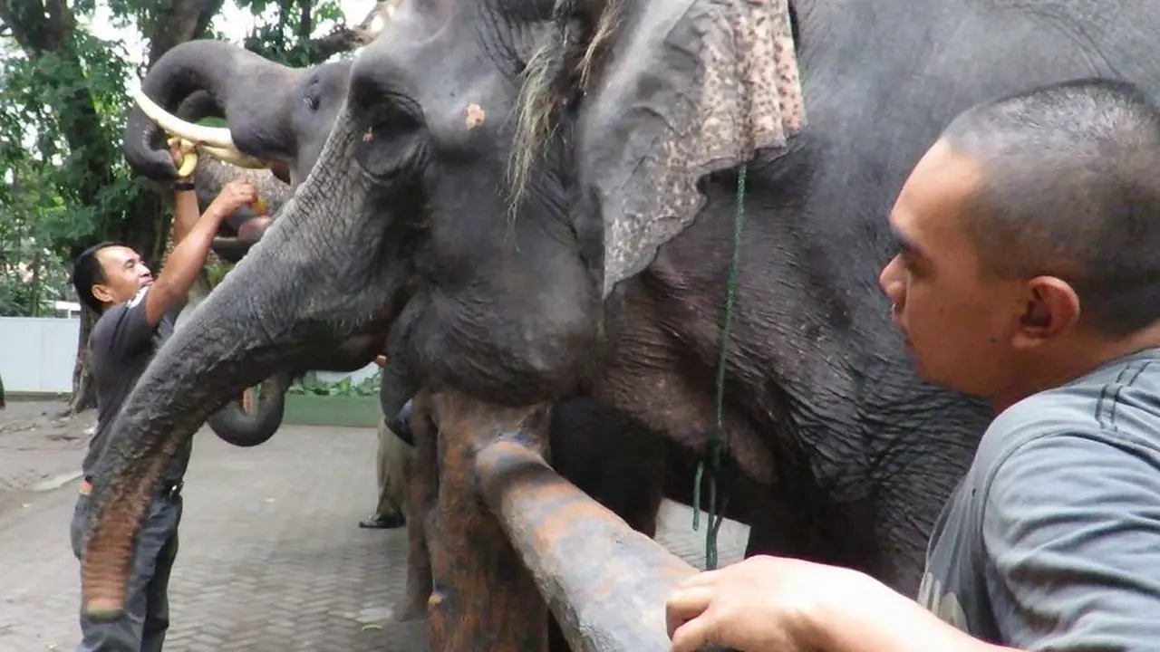 Gajah KBS