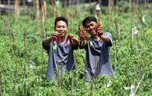 Outlook Pertanian 2026: Indonesia Bertekad Capai Swasembada dan Sistem Pangan Berkelanjutan