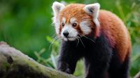 Fun facts about red panda that will surprise you. (Photo: Flickr/Pexels)