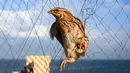 Seekor burung puyuh migran terjerat jaring perangkap di sebuah pantai di Khan Yunis di Jalur Gaza selatan (11/9/2019). Tiap tahun, burung puyuh ulai berdatangan ke pantai-pantai Mediterania pada bulan September. (AFP Photo/Said Khatib)
