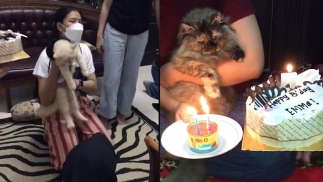 Viral Wanita Ini Rayakan Ulang Tahun Kucing Kesayangannya, Bikin Ngakak