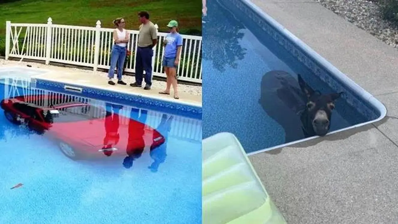 7 Potret Apes Orang Main di Kolam Renang Ini Bikin Geleng Kepala
