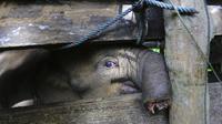 Gajah yang belalainya terluka dan nyaris putus akibat jeratan perangkap pemburu di Banda Aceh, Indonesia. (AP)