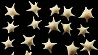 Rahasia Pasir Pantai di Jepang yang Bentuknya Menyerupai Bintang